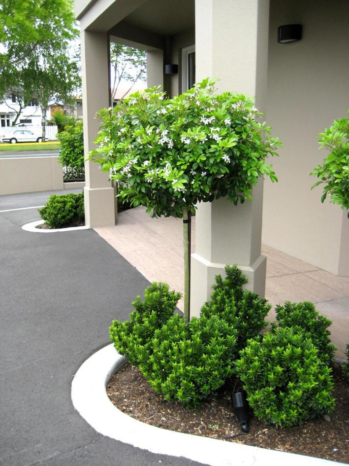 Salerno Motel Apartments Christchurch Kültér fotó Gardenia